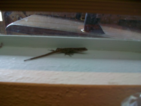 Gecko Visitor