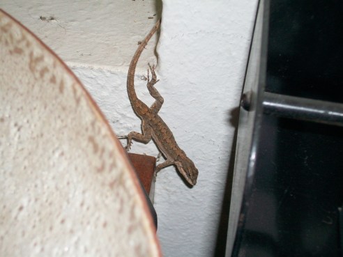 Gecko Visitor