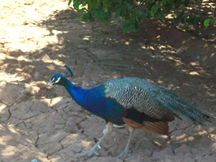 Sir Peacock