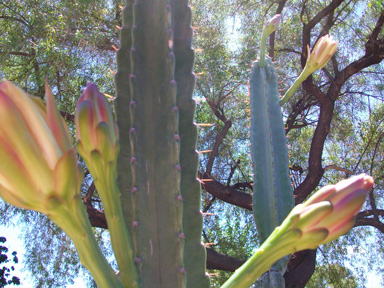 Cactus flower