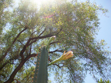 Cactus flowers