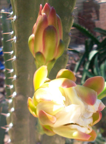 Cactus flower in bloom - close up