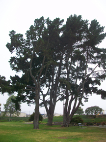 A tree in Grover Beach Park in the fog