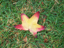Longing for fall - a leaf in Grover Beach Park 