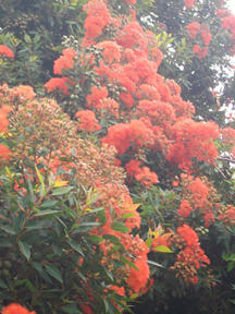 Grover Beach Flowers in the fog - it was only 59 degrees