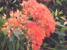 Grover Beach Flowers