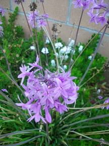 Grover Beach Flowers