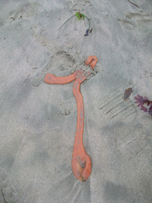 Another bubble gum looking creature