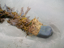 Natural Beach Sculpture - found