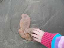 These bubble gum looking creatures were washed up all over the beach in Summerland, CA. The short one couldn't stop touching them.