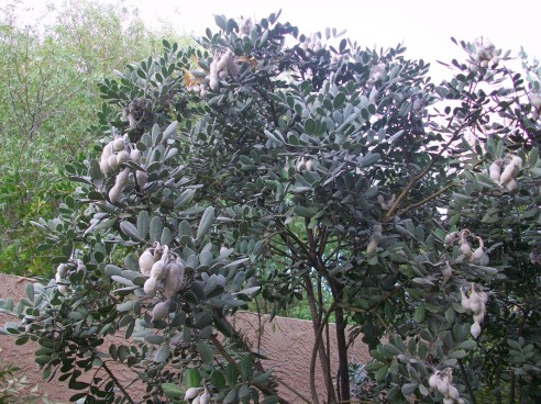 fuzzy pods in a bush