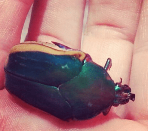 Screen Shot 2016-05-10 at 11.36.03 AM